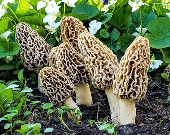 Pode incluir: Um grupo de seis cogumelos morel a crescer num remendo de folhagem verde e flores brancas. Os cogumelos são de cor castanho claro com uma textura semelhante a um favo de mel.