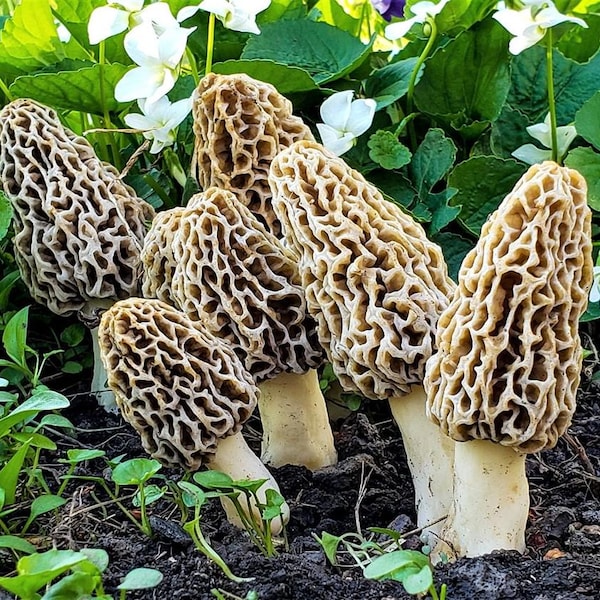 Morel Mushroom Kit