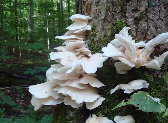 White Oyster Mushroom Mycelium Plug Spawn Etsy