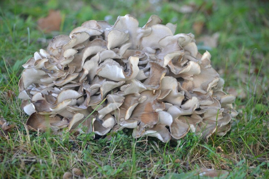 Maitake Mushroom Mycelium Plug Spawn Etsy