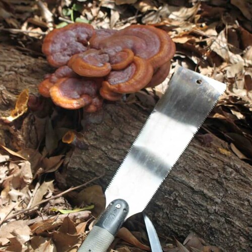 Shiitake Mushroom Plug Spawn Etsy