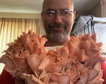 Pode incluir: Uma pessoa segurando um grande grupo de cogumelos ostra cor-de-rosa. Os cogumelos são frescos e têm uma aparência delicada em forma de leque.