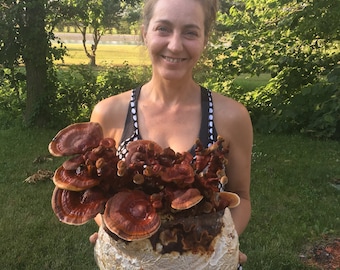 Reishi Mushroom Kit