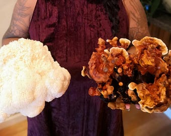 Pode incluir: Dois tipos de cogumelos, um branco e fofo, o outro castanho e texturizado, segurados por uma pessoa.