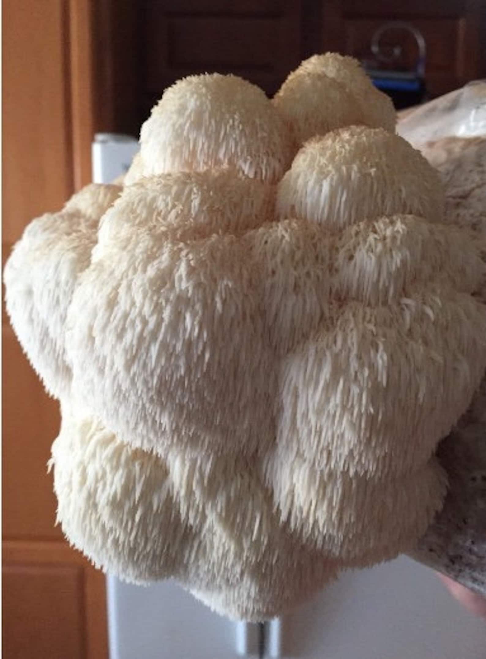 Lion Mane Mushroom Kit Etsy