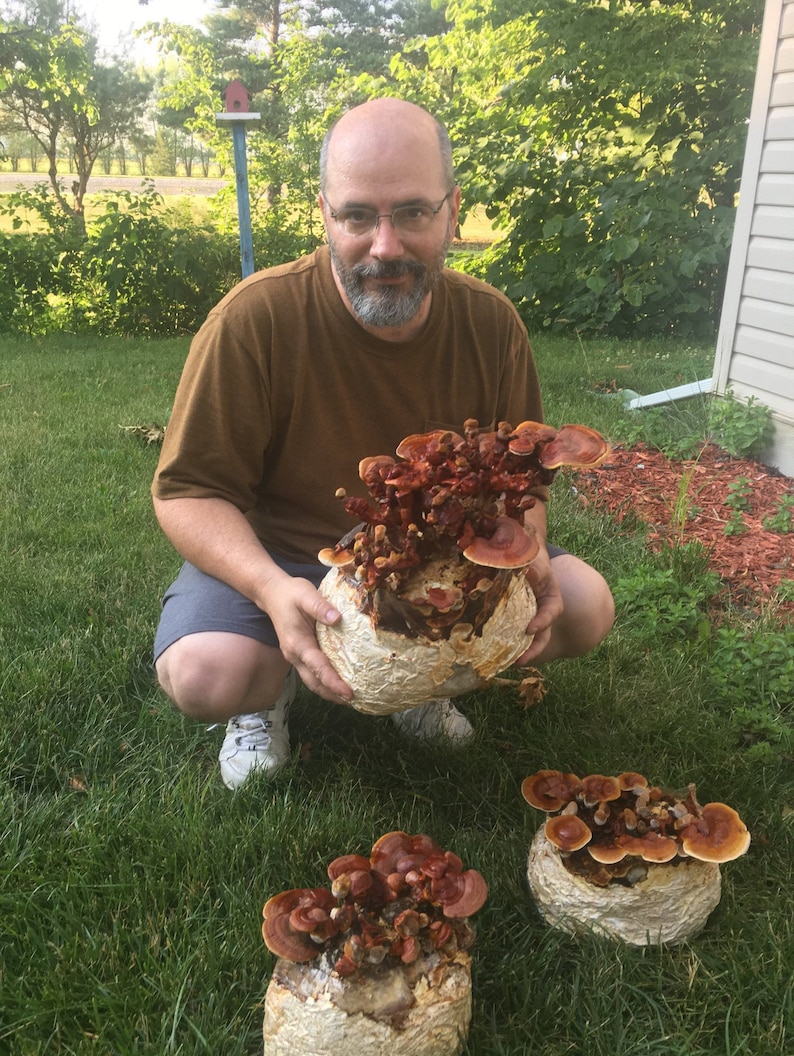 Reishi Mushroom Kit | Etsy