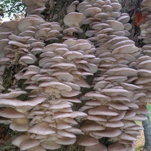 Phoenix Oyster Mushroom Mycelium Plug Spawn (Pleurotus pulmonarius)