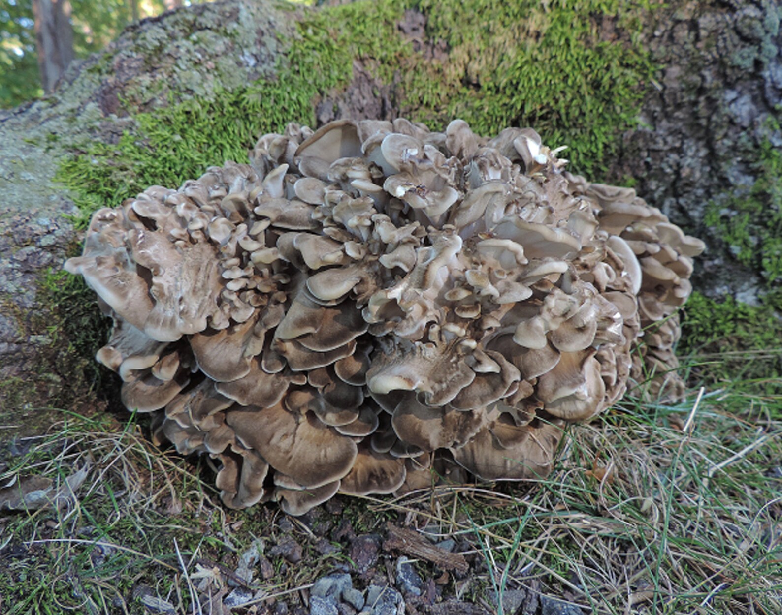 Maitake Mushroom Mycelium Plug Spawn Etsy