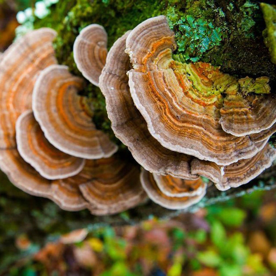 Turkey Tail Mushroom Mycelium Plug Spawn Etsy