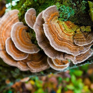 May include: Close-up of a cluster of brown and white shelf fungi growing on a tree trunk. The fungi have a layered, fan-shaped appearance with a textured surface.