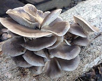 Blue Oyster Mushroom Mycelium Plug Spawn