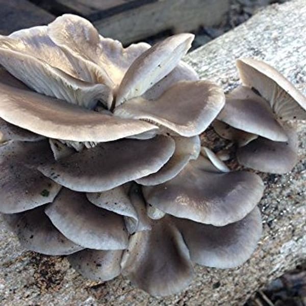 Blue Oyster Mushroom Mycelium Plug Spawn