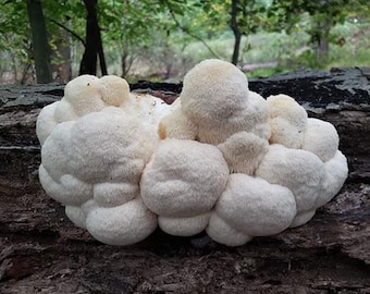 Lion Mane Mushroom Mycelium Plug Spawn