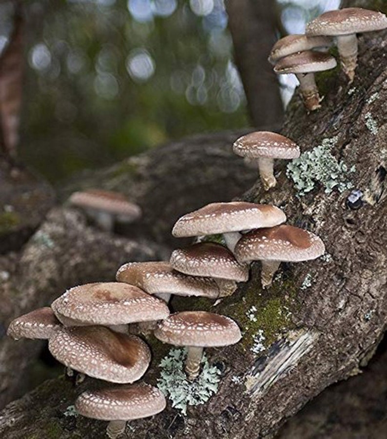 Shiitake Mushroom Plug Spawn Etsy