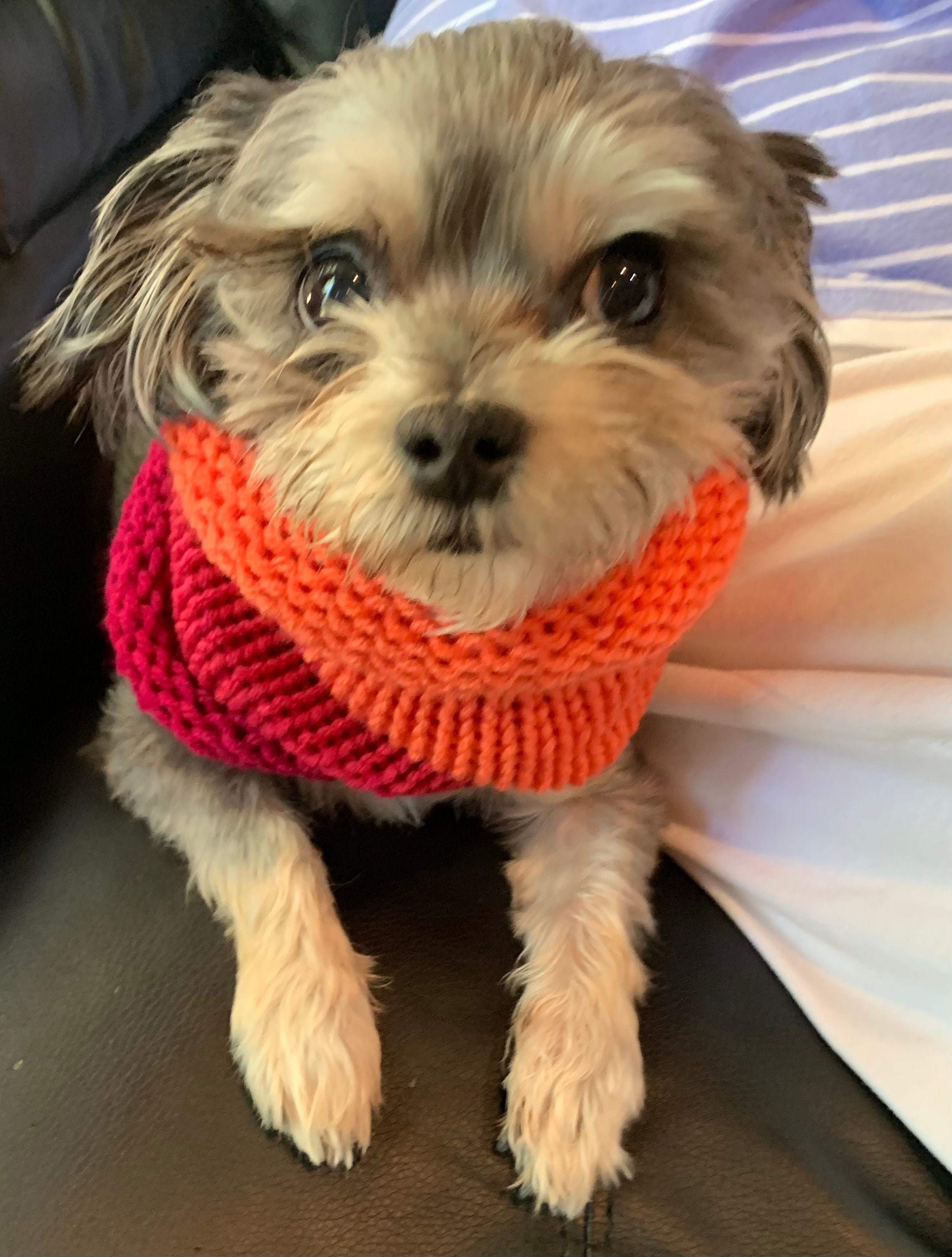 orange dog scarf
