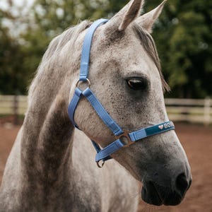Light blue basic Embroidered horse halter / Equestrian tack name / Halter with name / Personalized pony name / Personal halter /