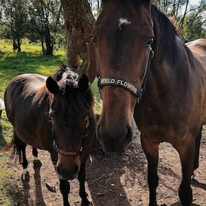 Black Basic embroidered horse halter / equestrian tack / embroidery / personalized pony name / personal halfter / pferdehalfter