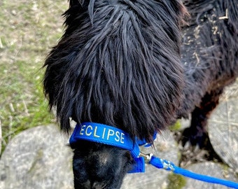 Personalized Alpaca Halter, Adjustable Nylon Goat Halter With Name