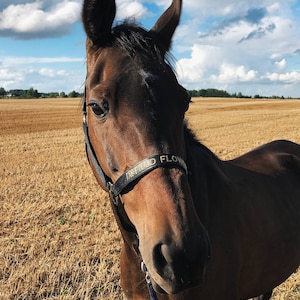 Elegant black nylon horse halter with silver hardware. Adjustable fit and customizable embroidered nameplate on the noseband. Available in multiple sizes, ideal for everyday wear or as a thoughtful gift.