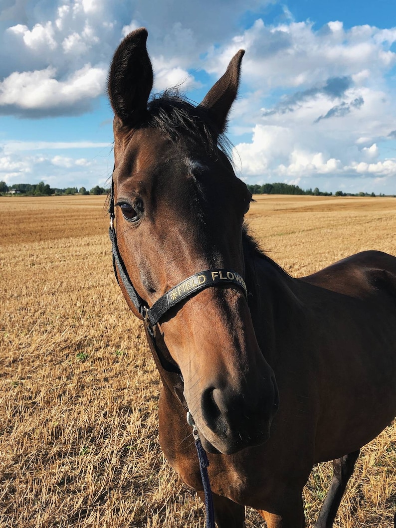 Elegant black nylon horse halter with silver hardware. Adjustable fit and customizable embroidered nameplate on the noseband. Available in multiple sizes, ideal for everyday wear or as a thoughtful gift.