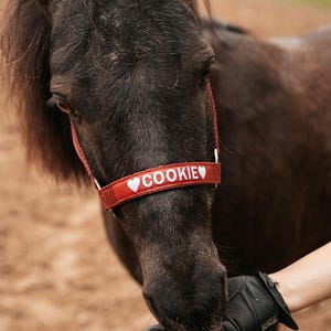 Burgundy Basic Embroidered horse halter / Equestrian tack name / Halter with name / Personalized pony name / Personal halter