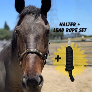 Pode incluir: Um cavalo castanho usando um cabresto preto com o texto "STANFORD GOLD". Um conjunto de corda de chumbo preta é exibido ao lado do cavalo. O texto "HALTER + LEAD ROPE SET" também é visível.