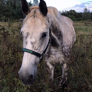 Elegant black nylon horse halter with silver hardware. Adjustable fit and customizable embroidered nameplate on the noseband. Available in multiple sizes, ideal for everyday wear or as a thoughtful gift.