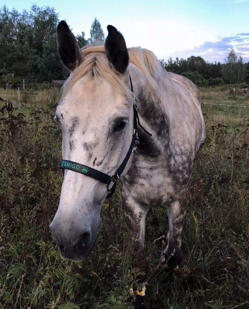 Elegant black nylon horse halter with silver hardware. Adjustable fit and customizable embroidered nameplate on the noseband. Available in multiple sizes, ideal for everyday wear or as a thoughtful gift.