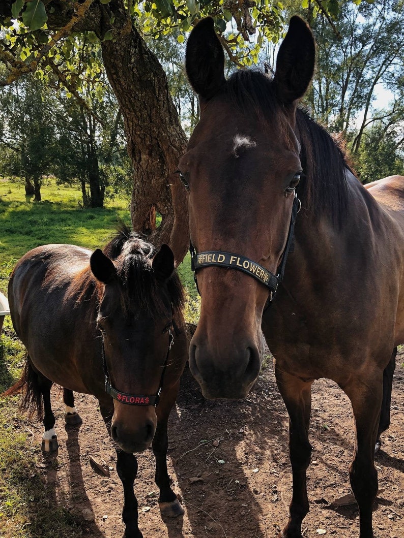 Classic black nylon horse halter with silver buckles. Features a personalized embroidered nameplate on the noseband. Adjustable straps ensure a comfortable fit. Ideal for Shetty, Pony, Cob, Full, and X-Full sizes.