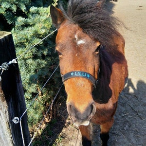 Durable black nylon halter with silver hardware. Adjustable fit and customizable embroidered nameplate on the noseband. Available in various sizes, perfect for everyday wear or as a thoughtful gift.