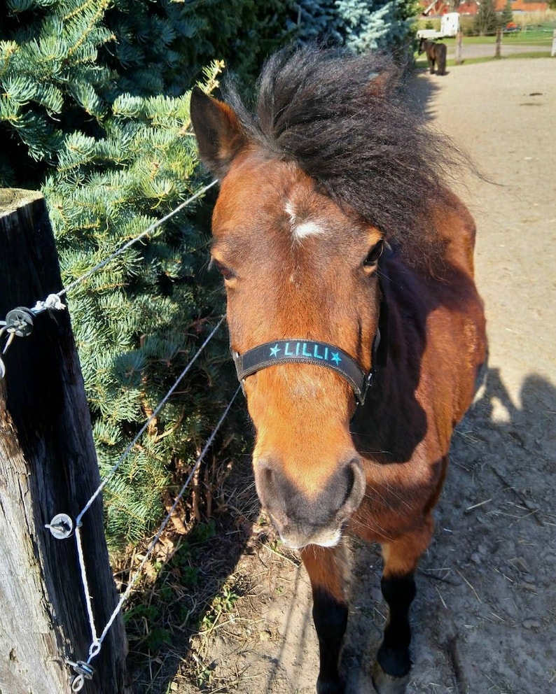 Durable black nylon halter with silver hardware. Adjustable fit and customizable embroidered nameplate on the noseband. Available in various sizes, perfect for everyday wear or as a thoughtful gift.