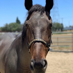 Black Basic embroidered horse halter / Equestrian tack name / Halter with name / Personalized pony name / Personal halfter / Pferdehalfter
