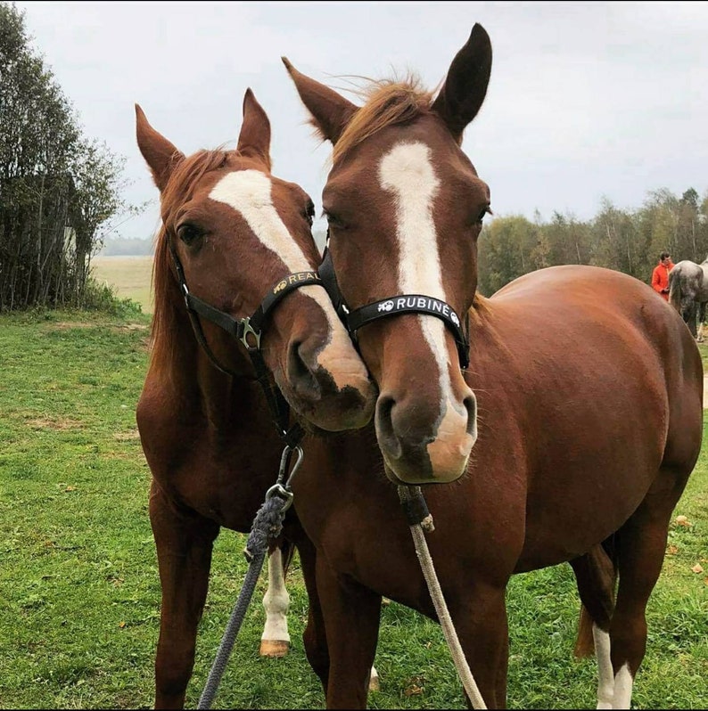 Stylish black nylon halter with silver buckles and adjustable straps. Customizable embroidered nameplate on the noseband. Suitable for various sizes, perfect for daily use or as a personalized gift.
