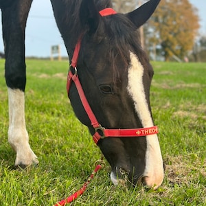 Red Basic embroidered horse halter / Equestrian tack name / Halter with name / Personalized pony name / Personal halfter / Pferdehalfter