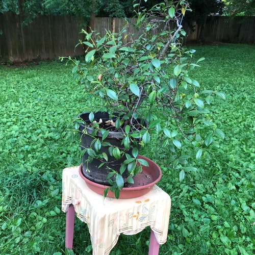 Vintage wood very rare plant stand with tablecloth indoor shops / outdoor decoration