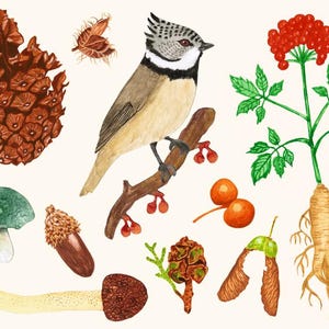 Cartes A5 "biodiversité"