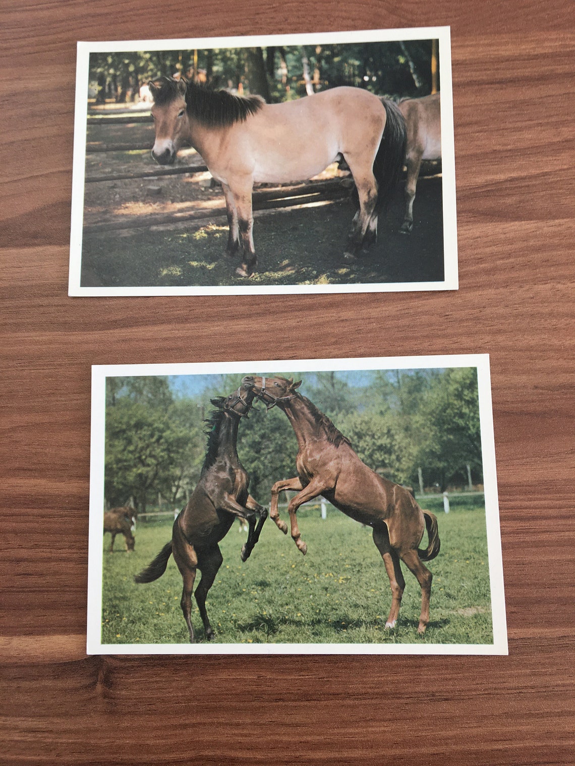 17 Horse Post Card Pack Unused Vintage Horse Postcard Set Etsy