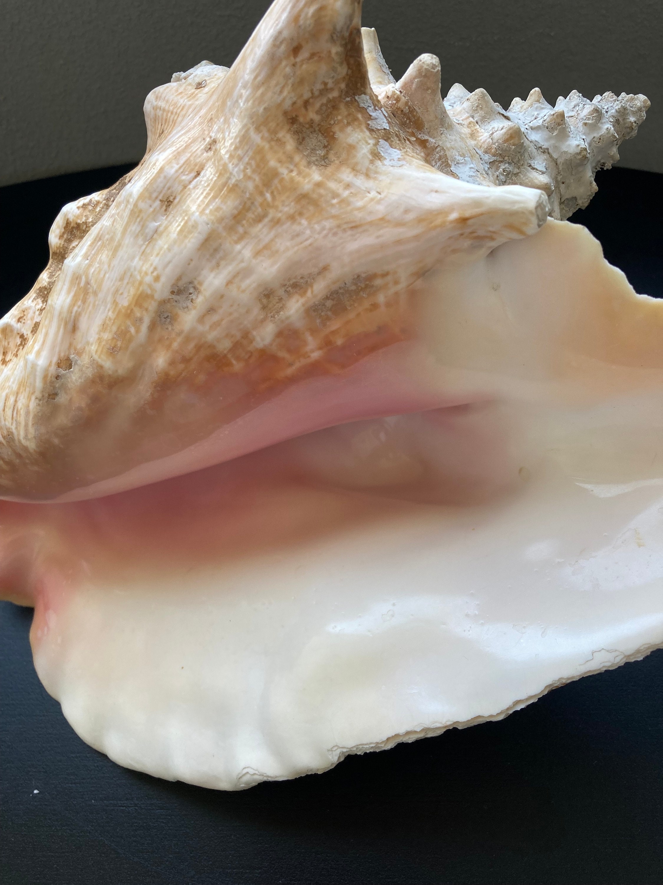 Huge Seashell- Large Beautiful Shell- Natural Seashells -vintage Giant ...