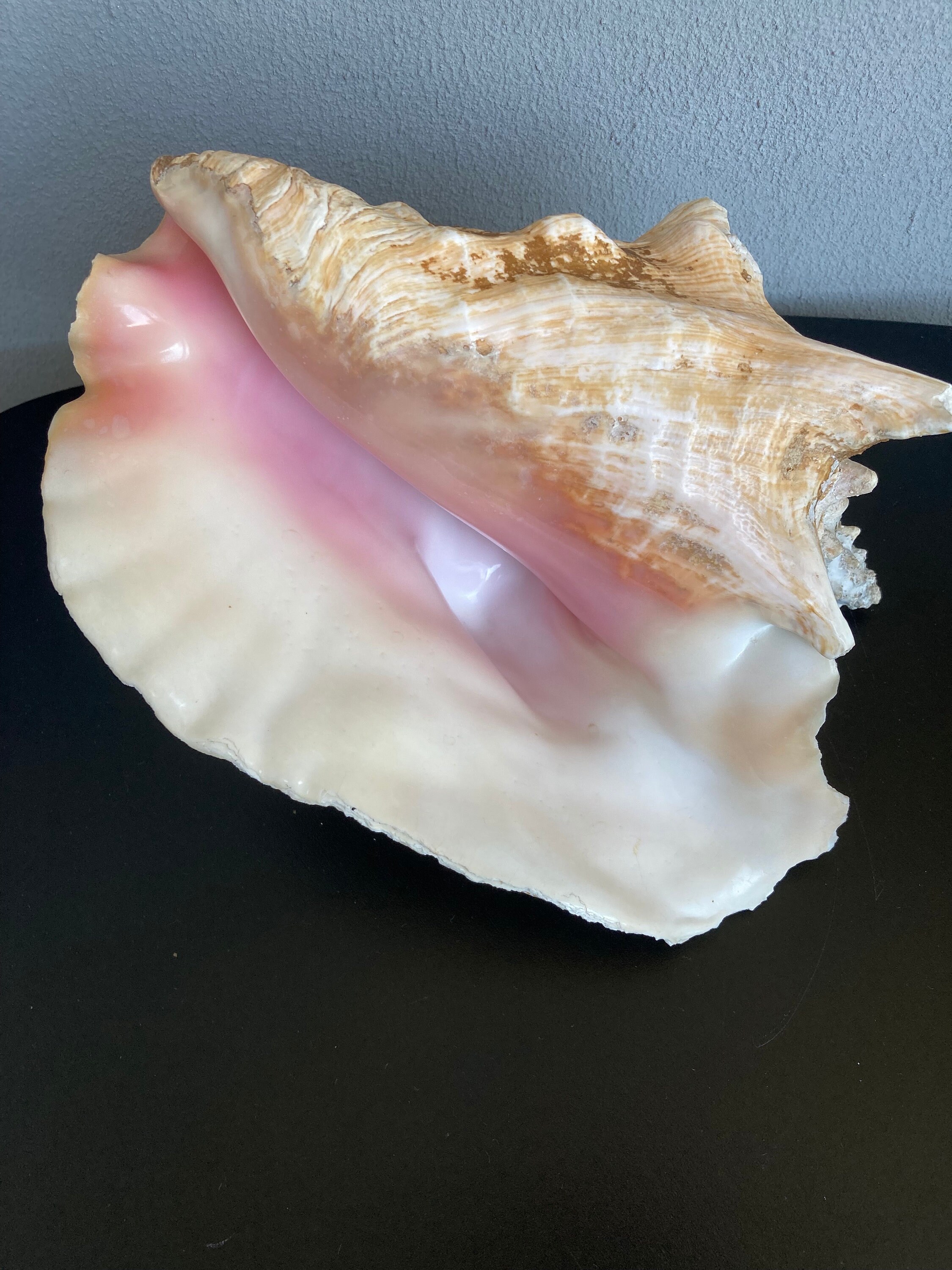 Huge Seashell- Large Beautiful Shell- Natural Seashells -vintage Giant ...