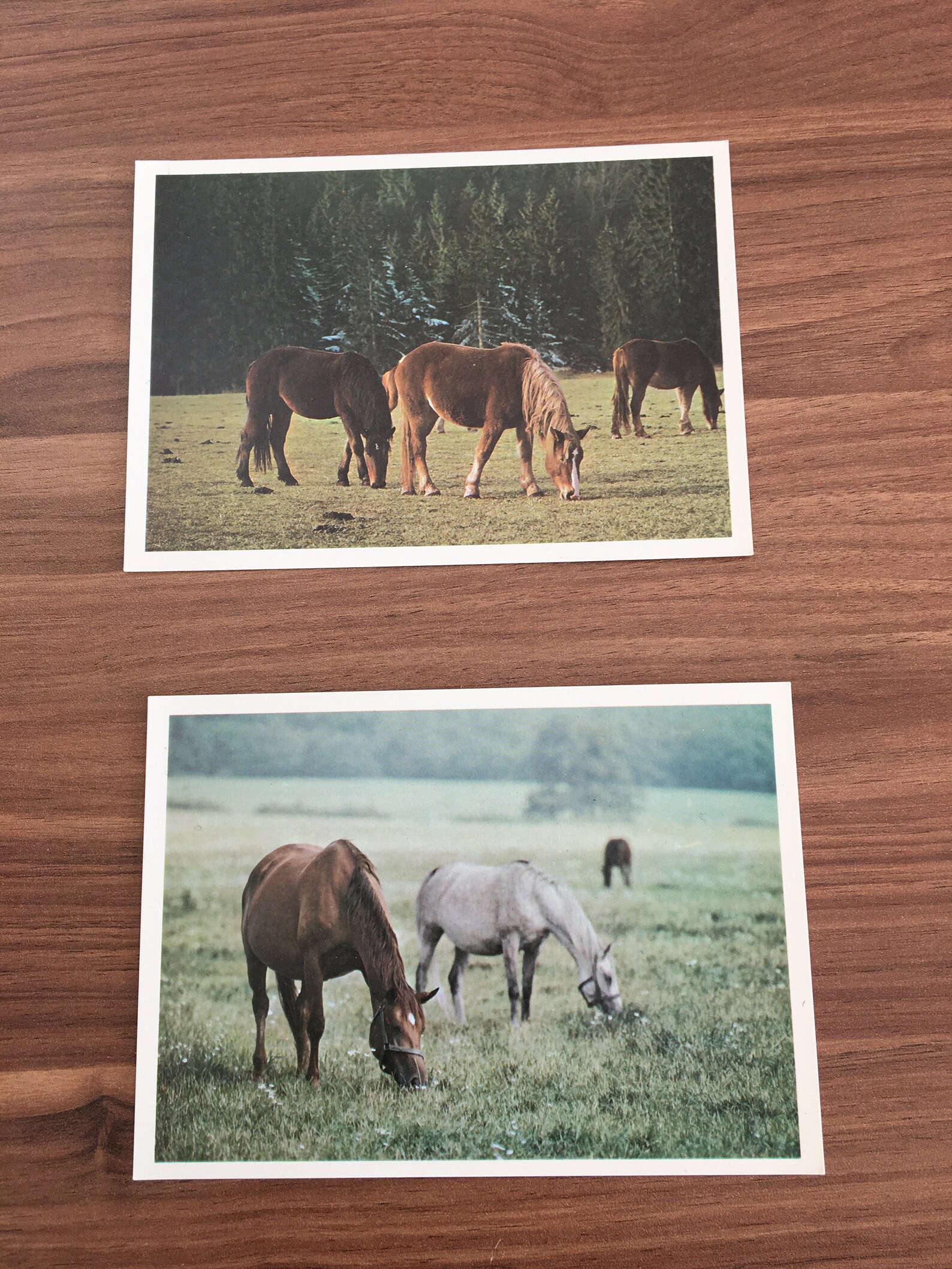 17 Horse Post Card Pack Unused Vintage Horse Postcard Set Etsy