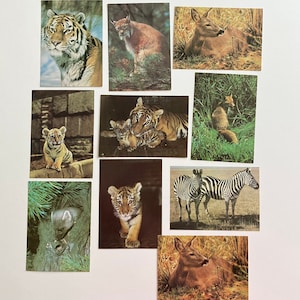 Animals Post Cards Safari Animals Postcards Wildlife Post Cards Collection Animal Lover Gift