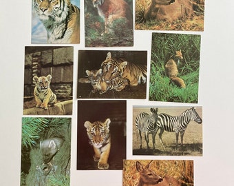 Postales antiguas de fauna salvaje, animales de safari, juego de 10