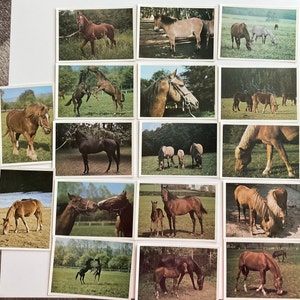 Pferde Postkarten Pack Unbenutzte Pferde Portrait Postkarten Hobby Pferd Set von 17 Pferdekarten