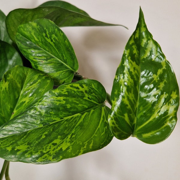 Marble Green Devils Ivy Indoor Potted Plant, Pothos Variegated Trailing Plant