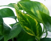 Golden Devils Ivy Variegated Plant, Potted Trailing House Plant