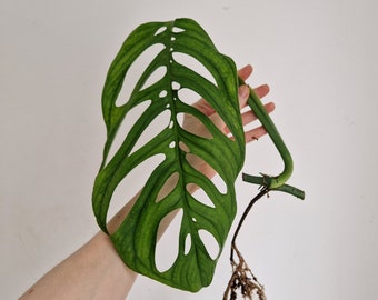 Monstera Esqueleto Rare Plant Cuttings, Large Leaf House Plant