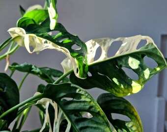 Monstera Adansonii Variegated, Rare Plants Climbing House Plant Cutting