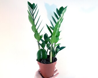 ZZ Plant House Plant, Zamioculcas Zamiifolia Easy House Plants Low Light Plants