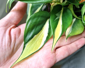 Philodendron Cream Splash Rare House Plant, Silver Stripe Brasil Indoor Plants