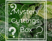 Mystery Cuttings Box Lucky Dip, Rooted Cuttings Indoor Plants, House Plants Surprise Plant Gift Ideas